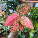 Load image into Gallery viewer, Aglaonema &#39;Lady Valentine&#39;
