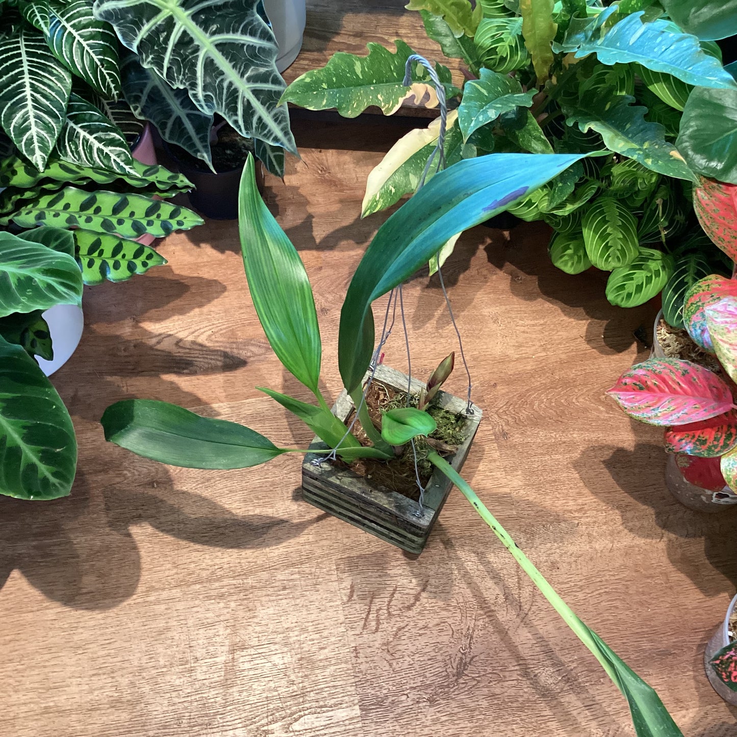 Maxillaria anacatalinaportillae