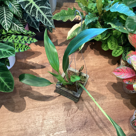 Maxillaria anacatalinaportillae
