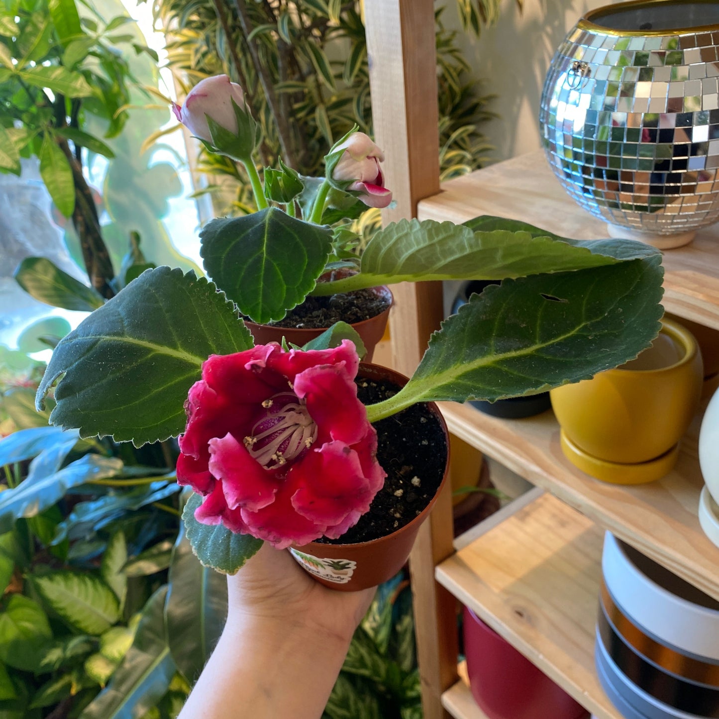 Gloxinia 4” Assorted