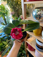 Load image into Gallery viewer, Gloxinia 4” Assorted
