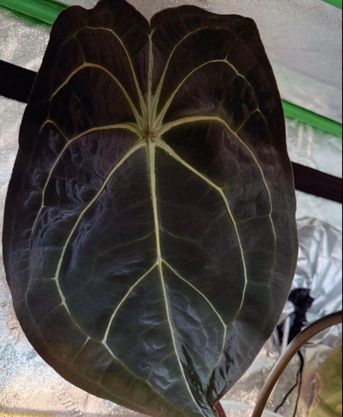 Anthurium forgetii "Mind Flayer"