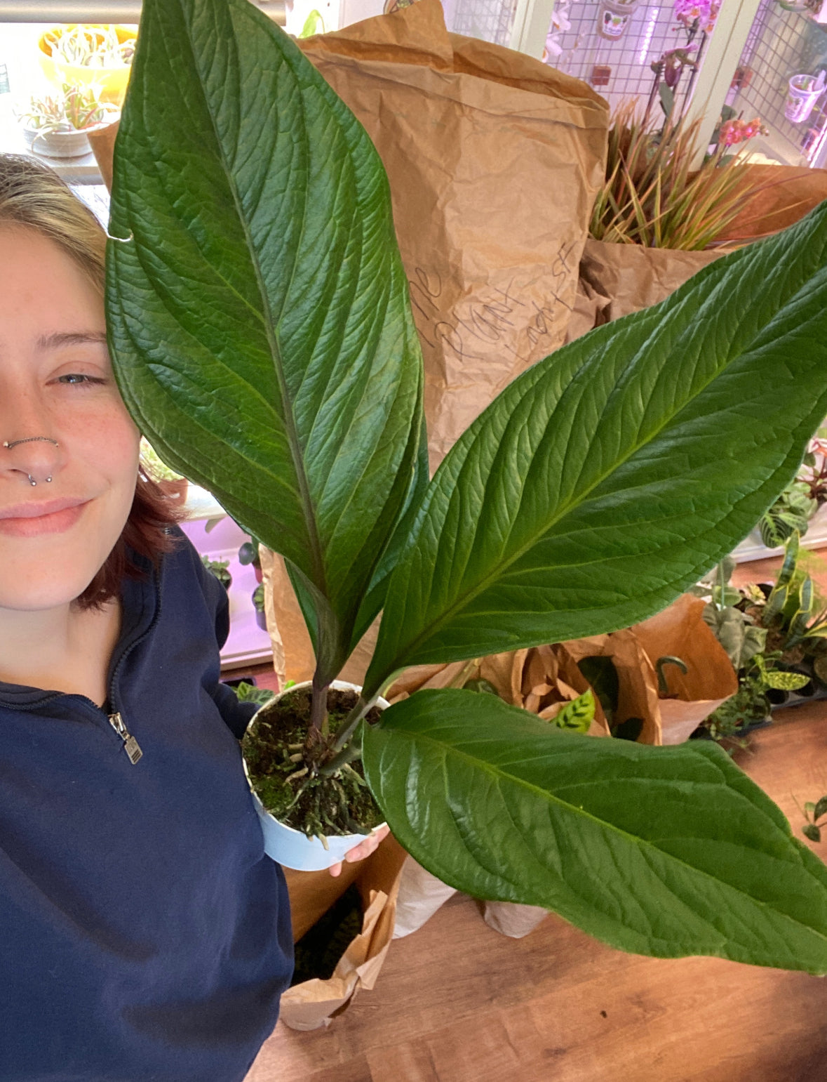 Anthurium crassinervium ‘Jungle Bush’