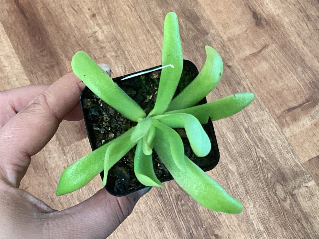 Pinguicula moctesumae x agnata ‘el lobo’