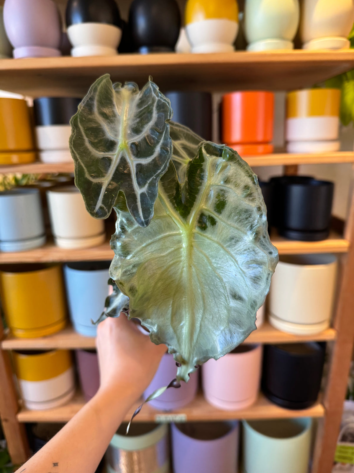 Alocasia 'Venom'