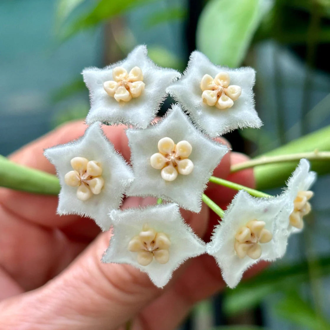Hoya longifolia (String Bean Hoya)