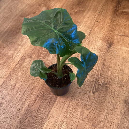 Alocasia portodora