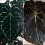 Load image into Gallery viewer, Anthurium &quot;Jungle Giant&quot; x (carlablackiae x forgetii)
