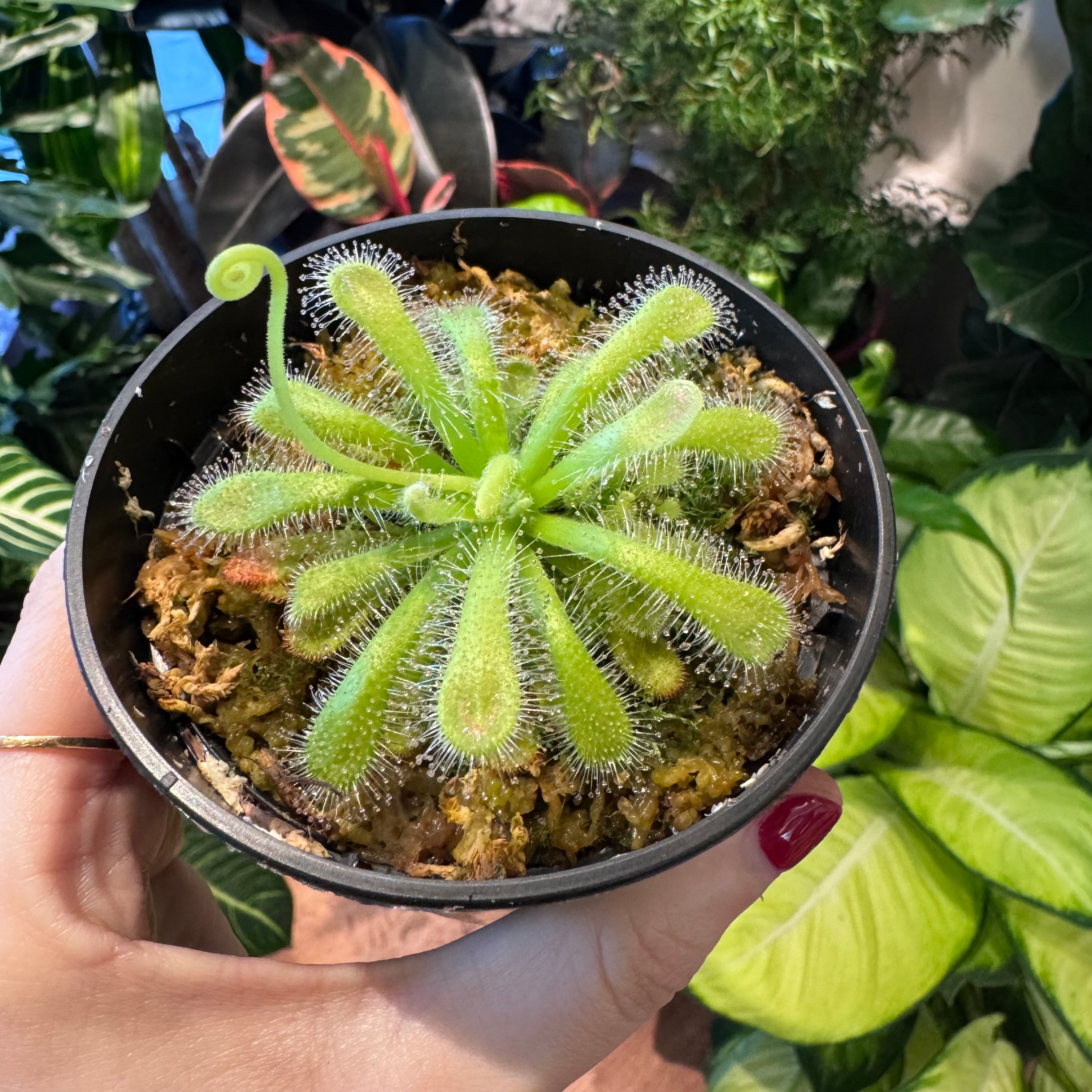 Drosera venusta (Rosetted Sundew)