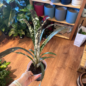 Billbergia "Pipeline"