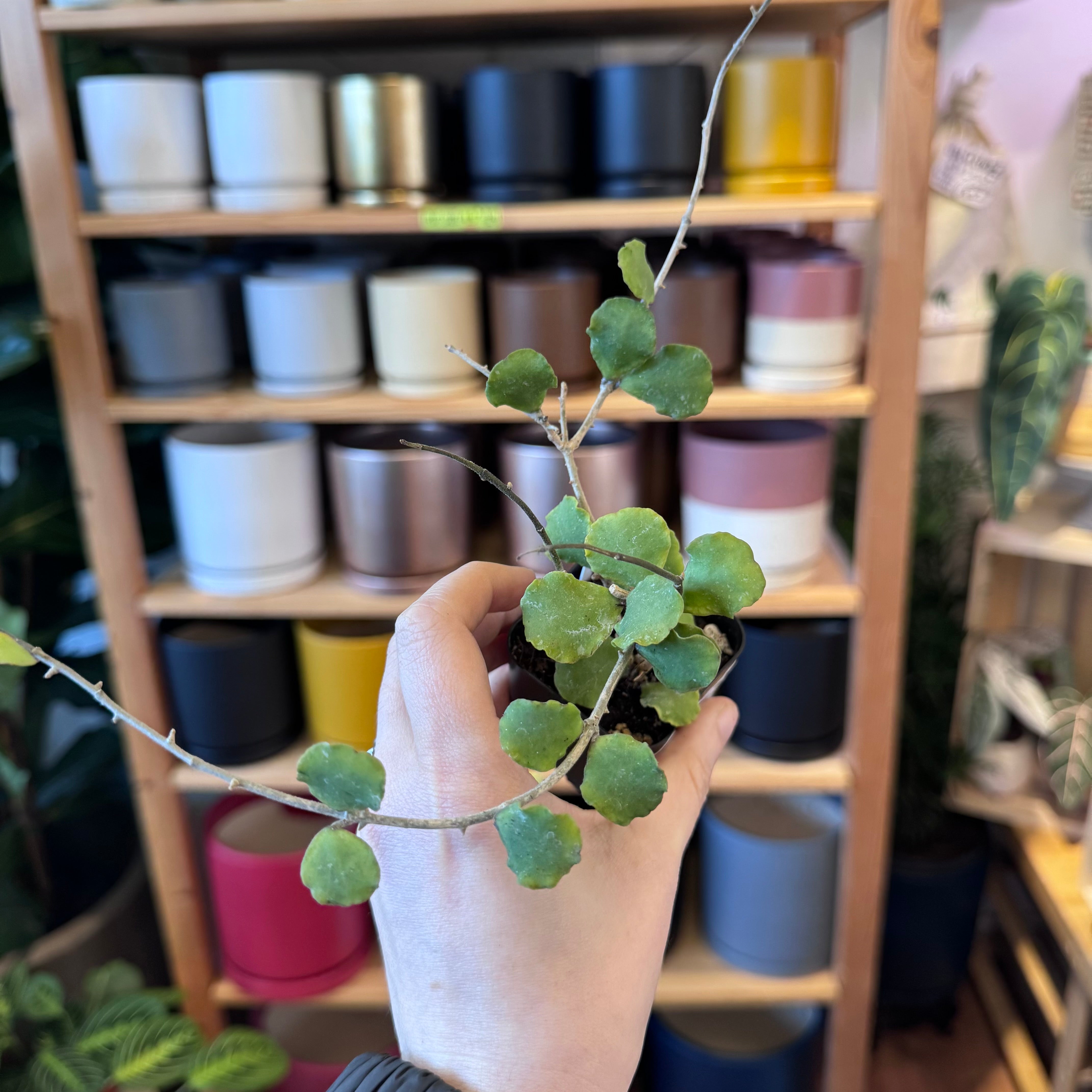 Hoya kanyakumariana