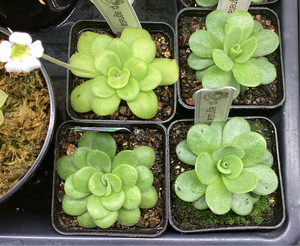 Pinguicula agnata