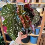 Load image into Gallery viewer, Begonia &#39;Cracklin&#39; Rosie&#39;
