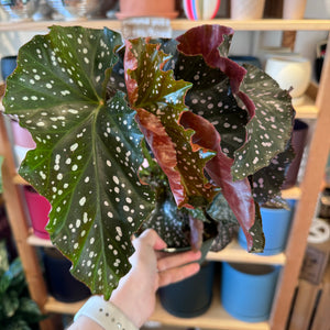 Begonia 'Cracklin' Rosie'