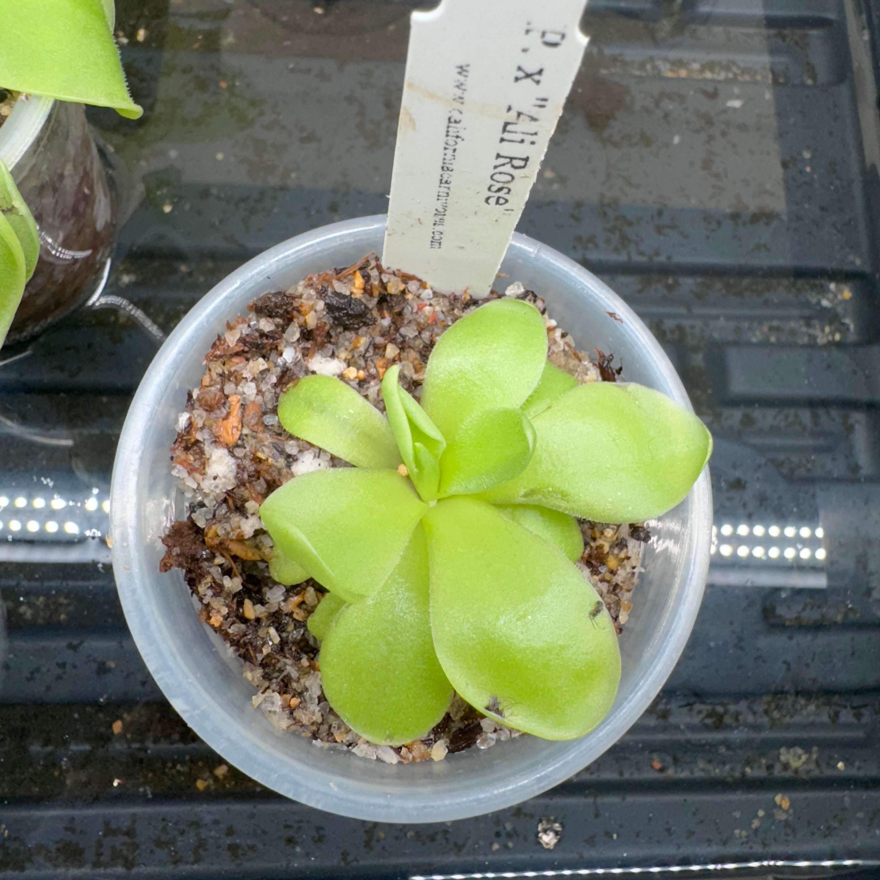 Pinguicula x 