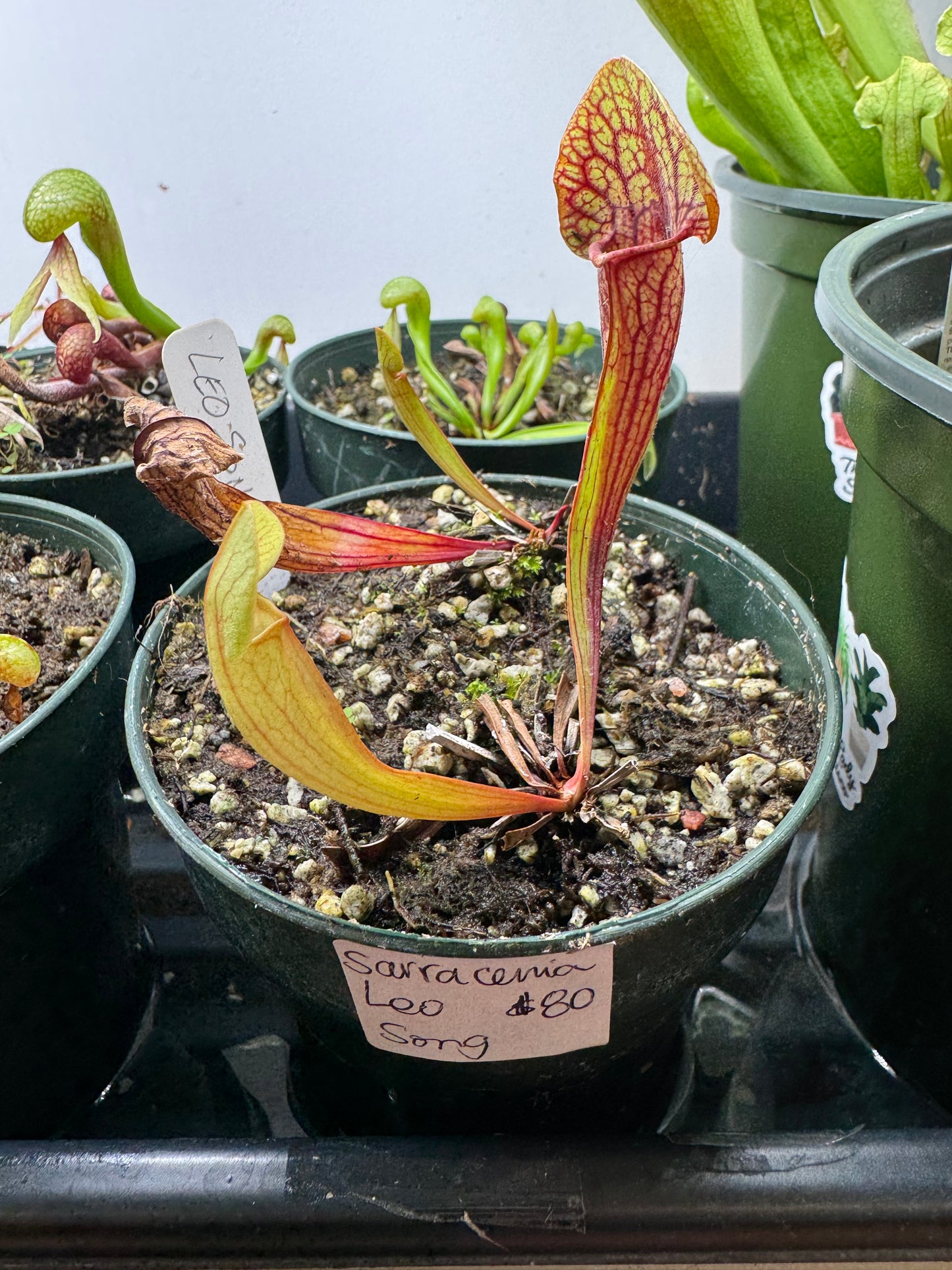Sarrancenia ‘Adrian Slack’
