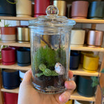 Load image into Gallery viewer, Terrariums  by Linden Moss
