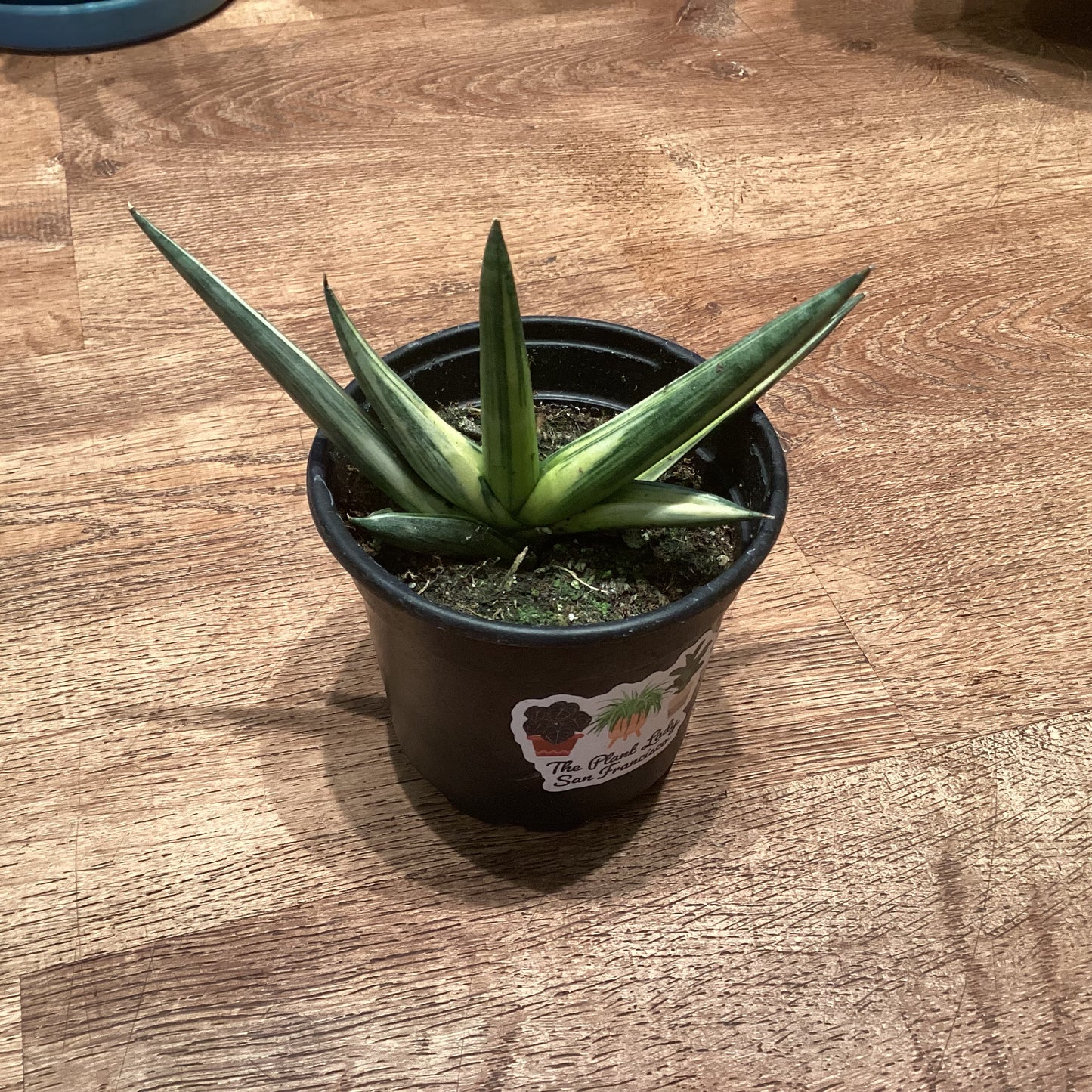 Sansevieria ‘Super Boncel’ variegated