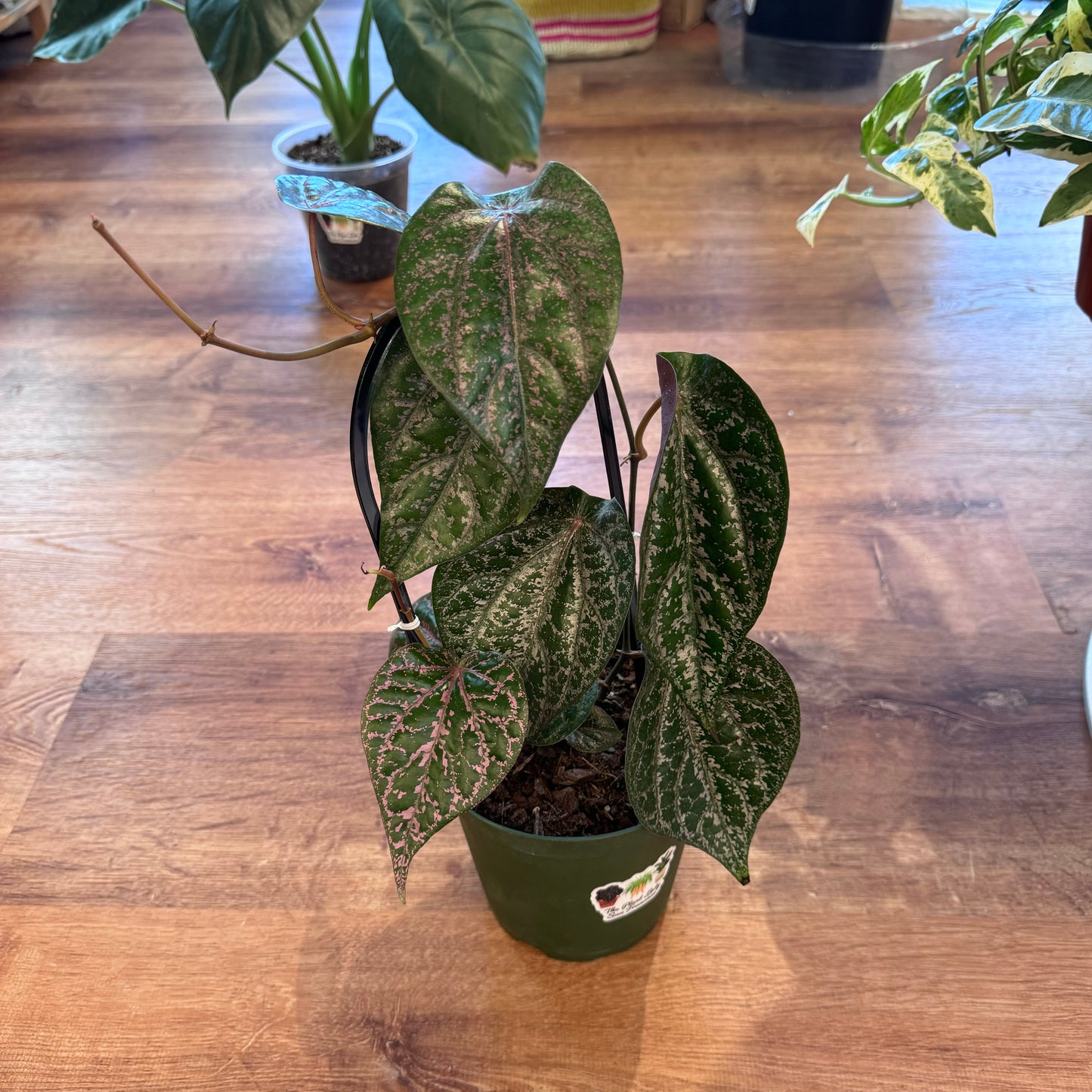 Piper ornatum ‘Red Betel’