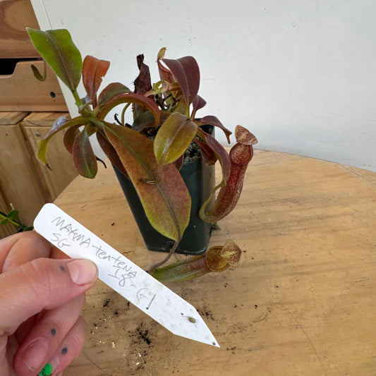Nepenthes maxima 'Tentena'