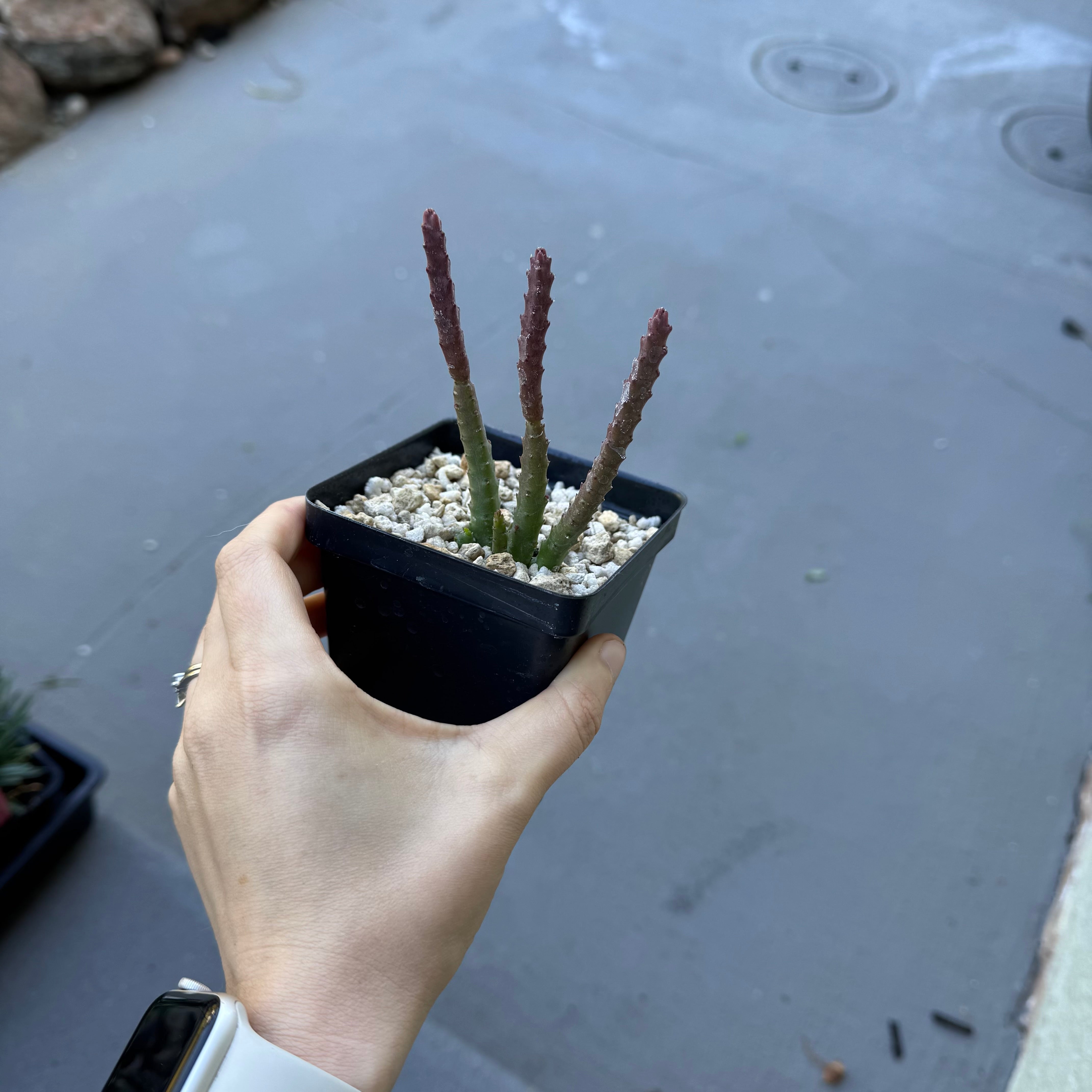Stapelia scitula (red flower)