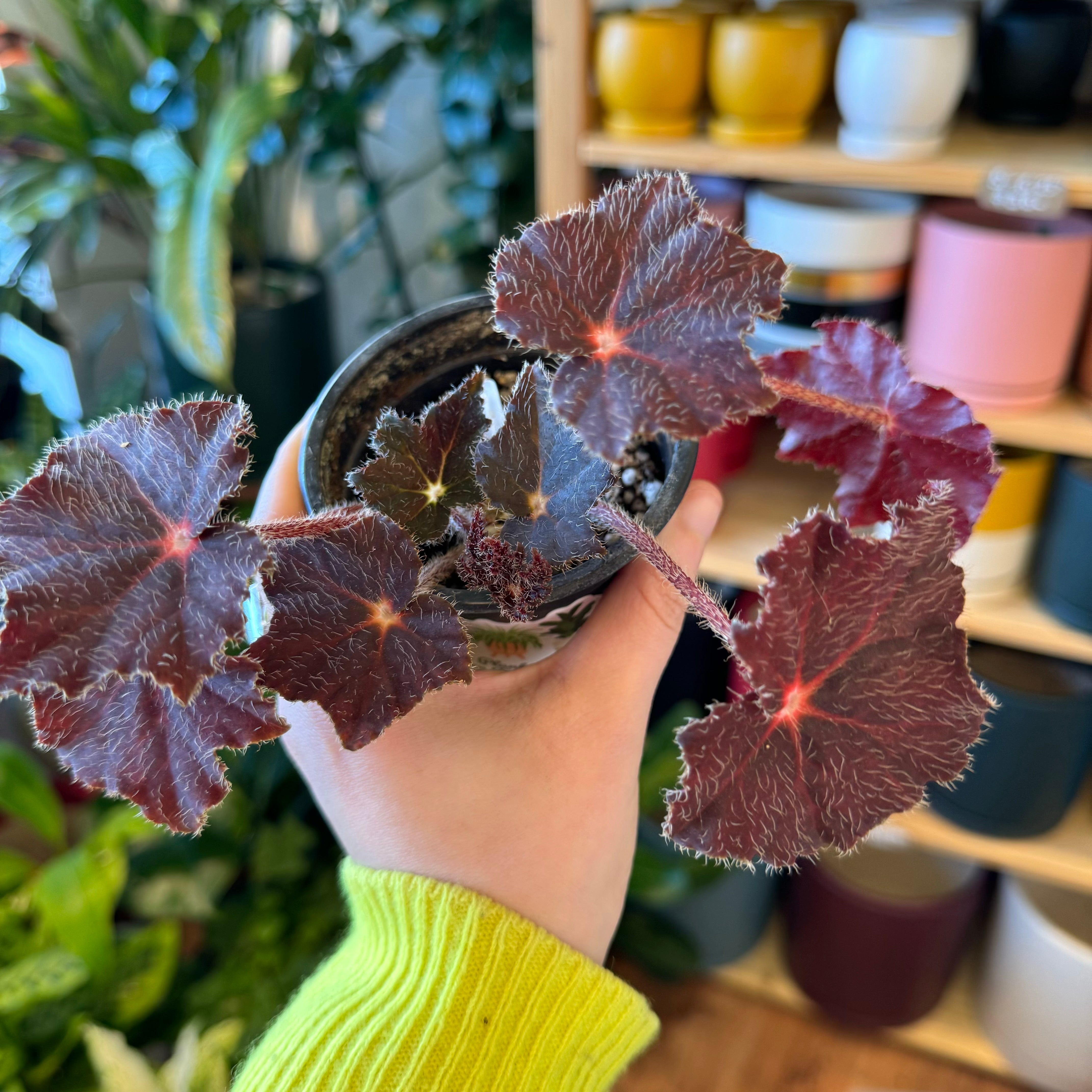 Begonia 'All Hallow's Eve'