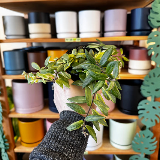 Variegated Lipstick Plant