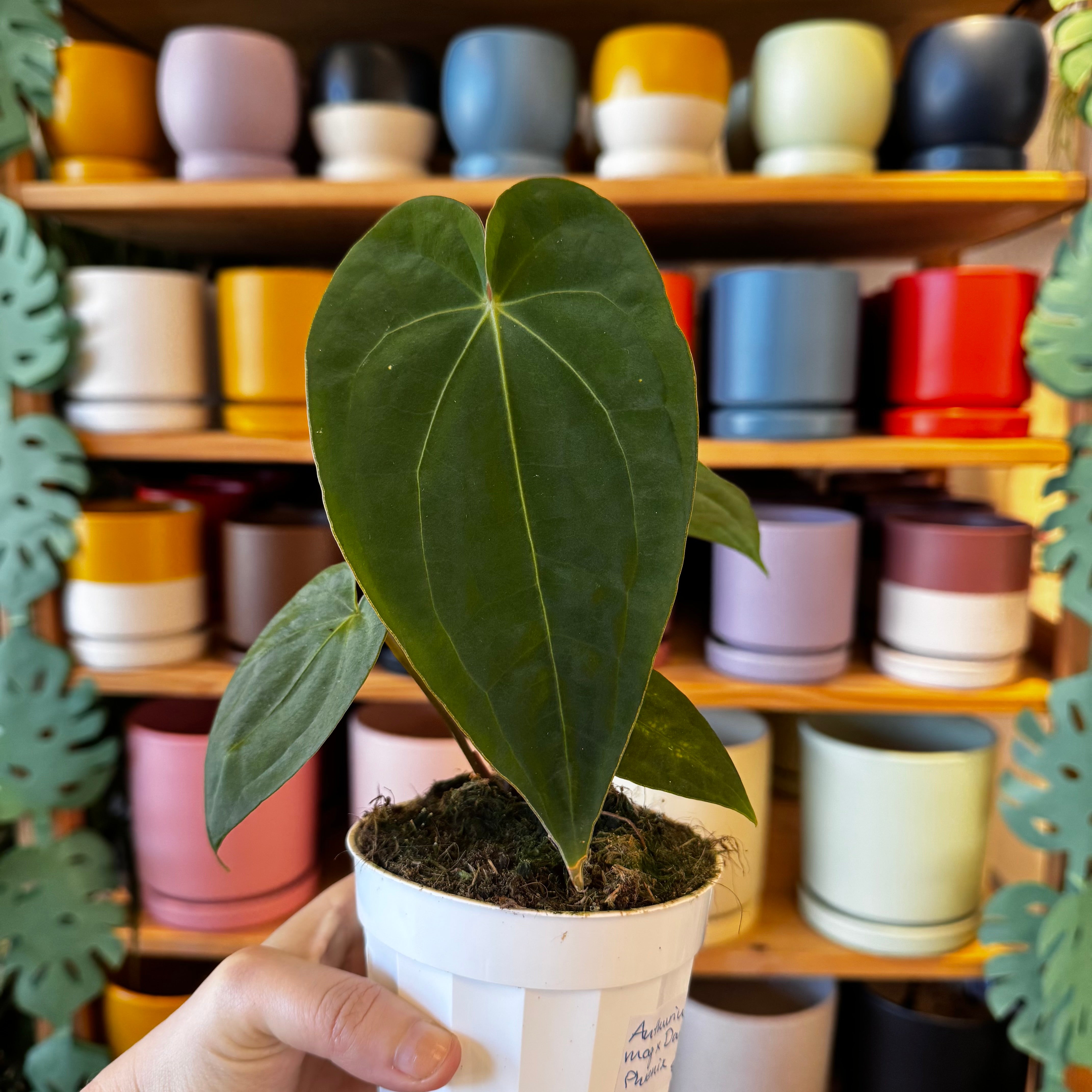 Anthuriums – tagged 