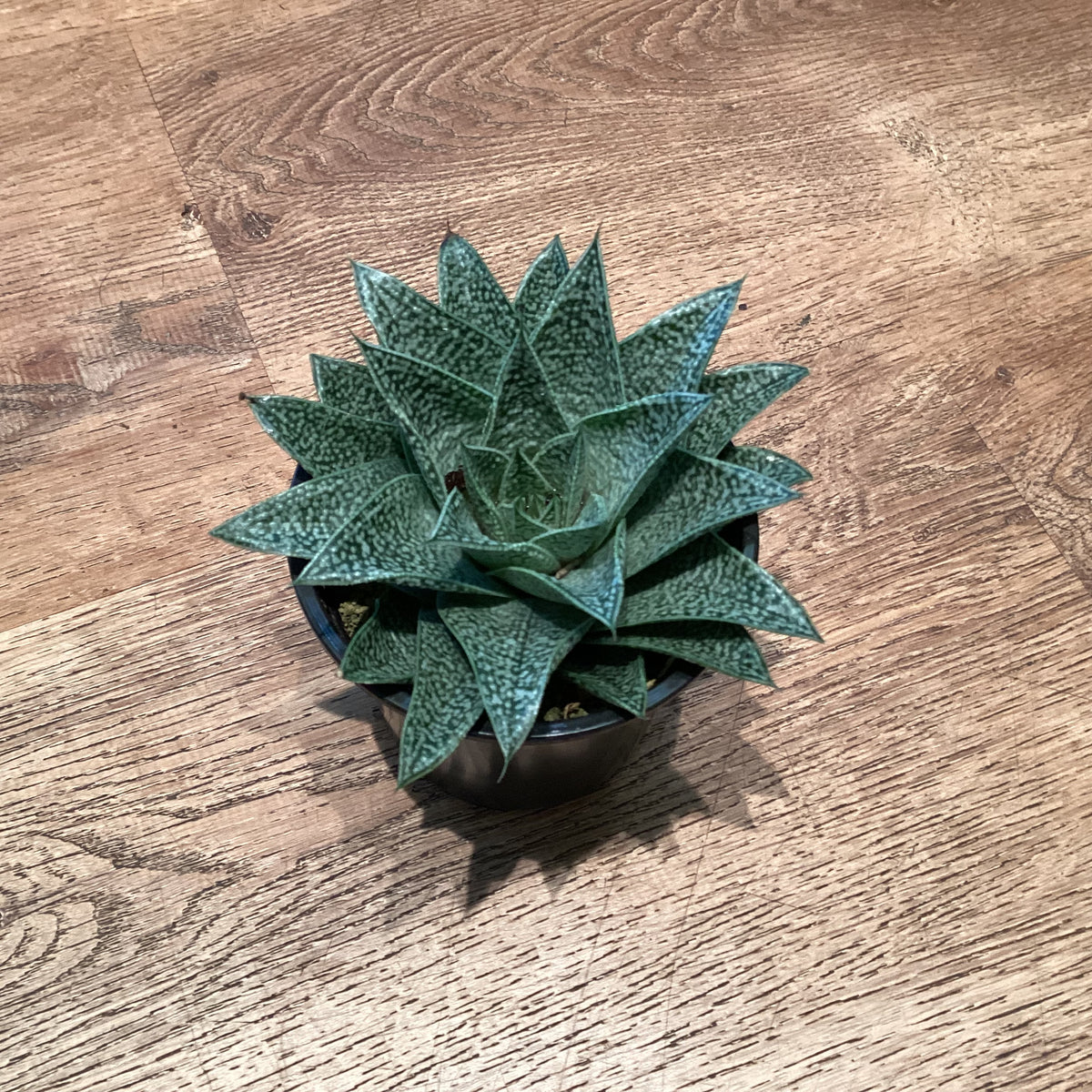 Haworthia ‘Robin’