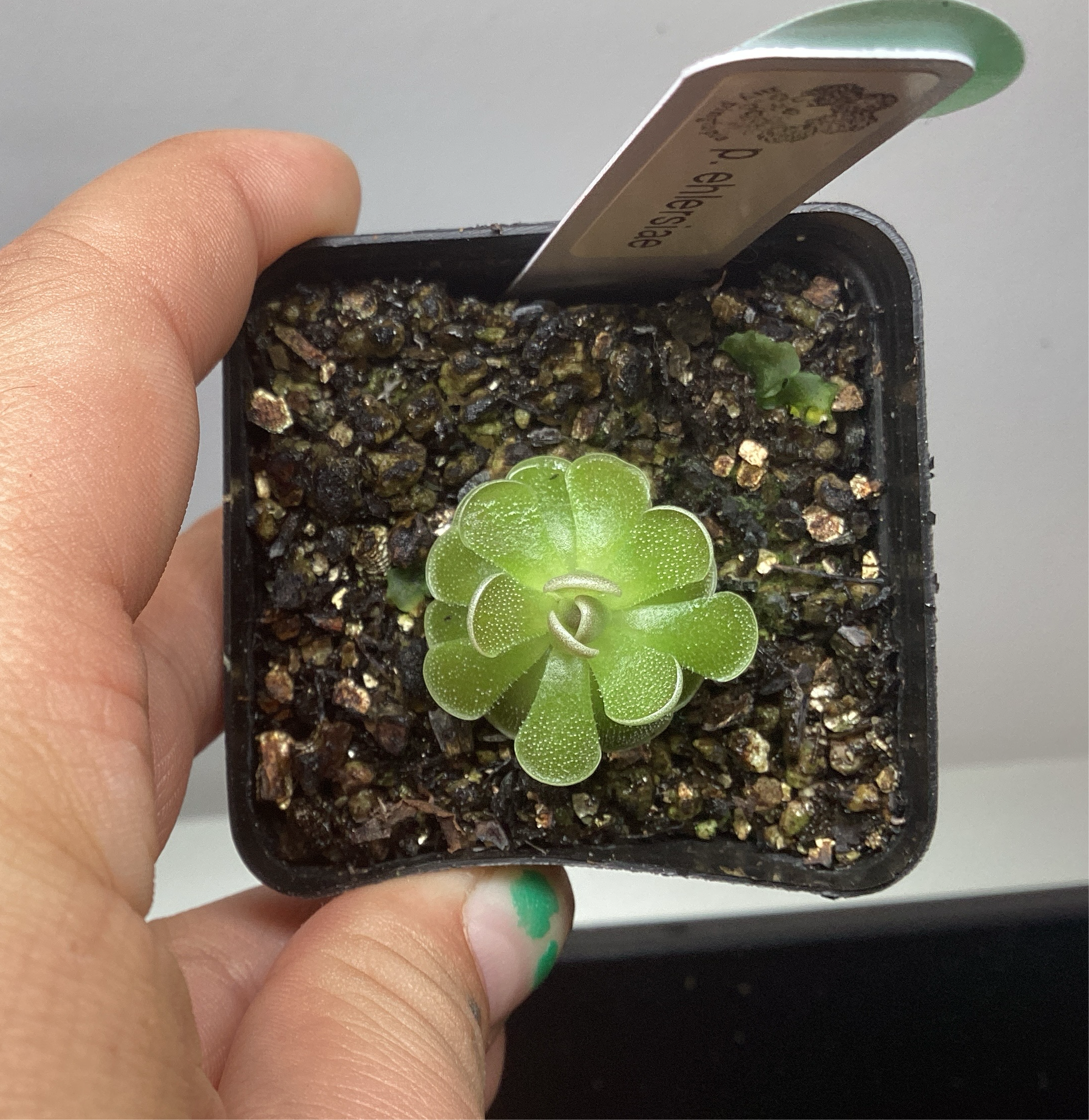 Pinguicula ehlersiae