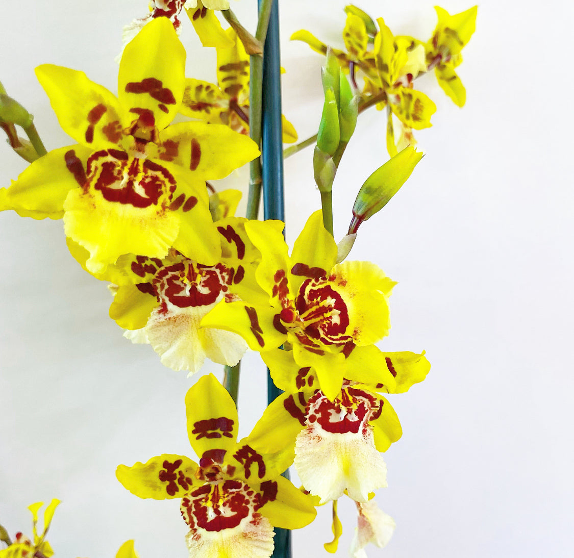 Giant Blooming Oncidium ‘Yellow King’