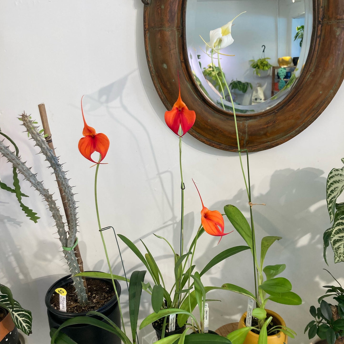 Masdevallia hybrid assorted