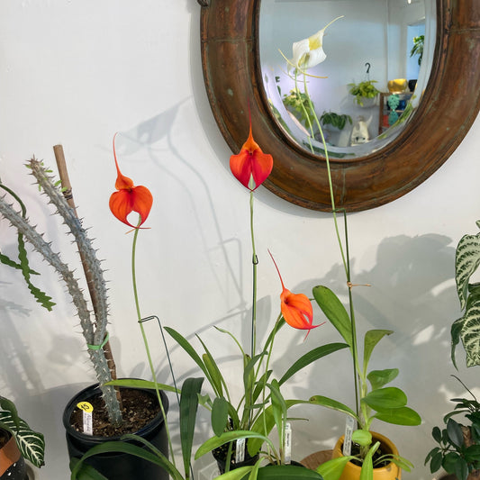 Masdevallia hybrid assorted