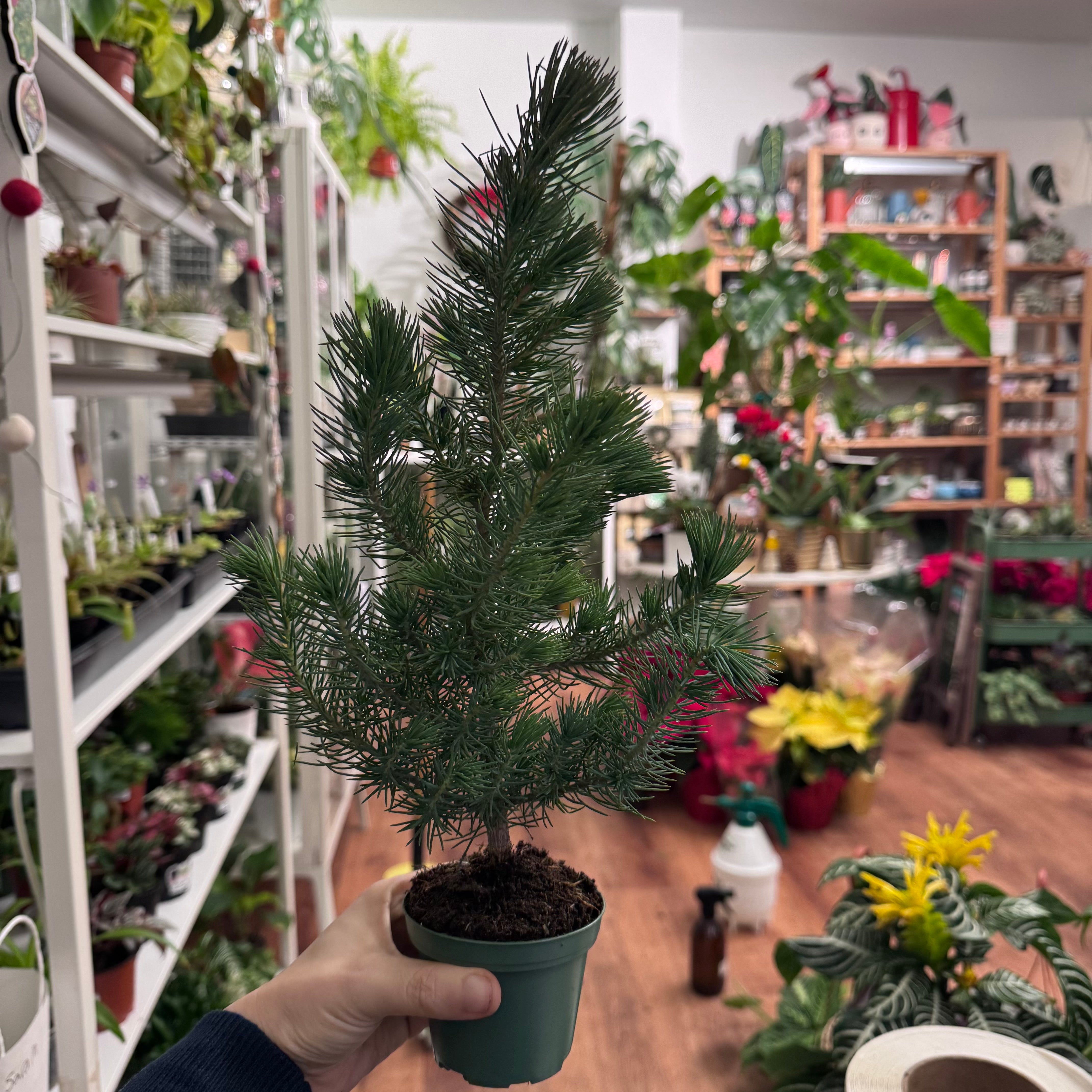 Italian Stone Pine - Living Christmas Tree