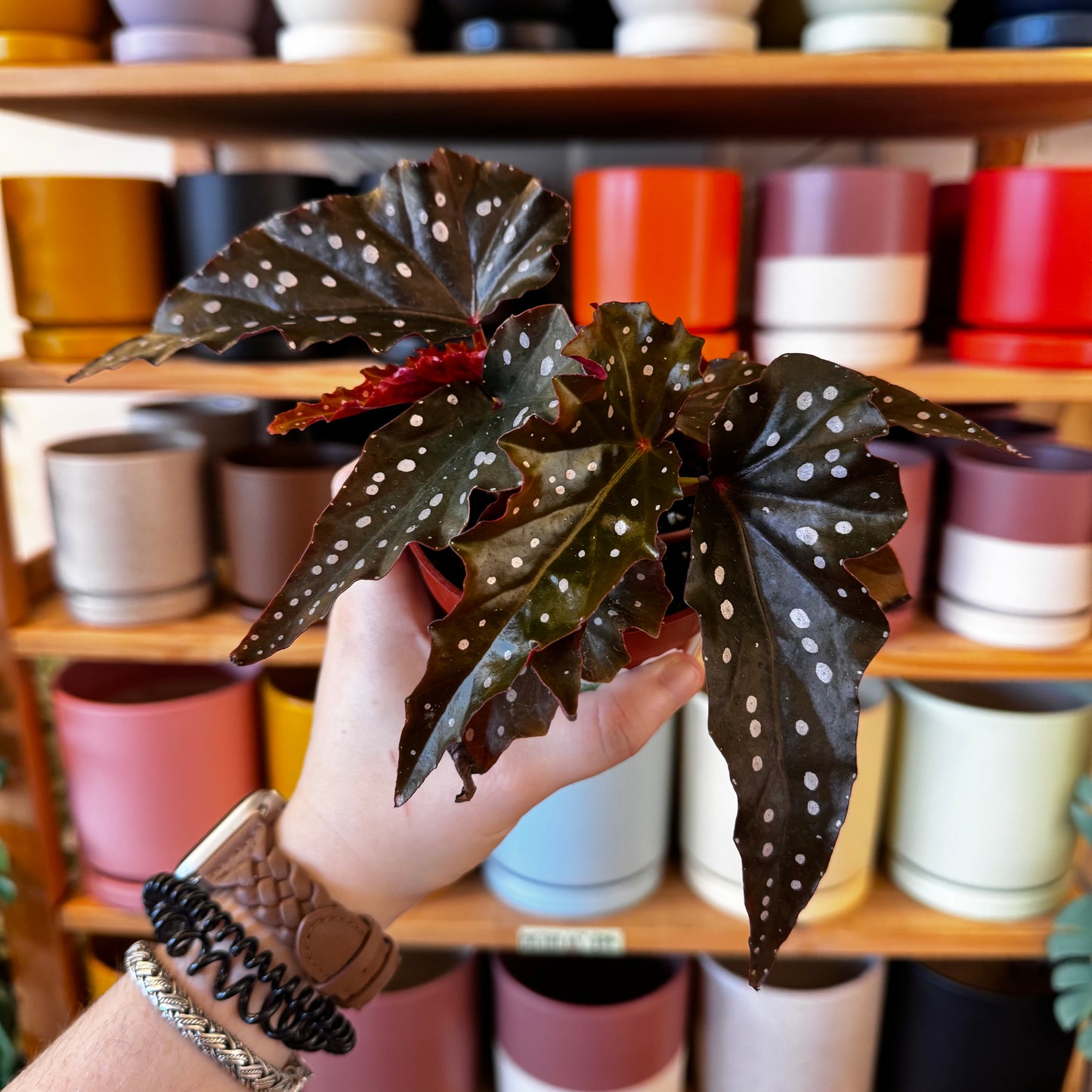 Begonia maculata 'Obsidian’ AKA Black Forest