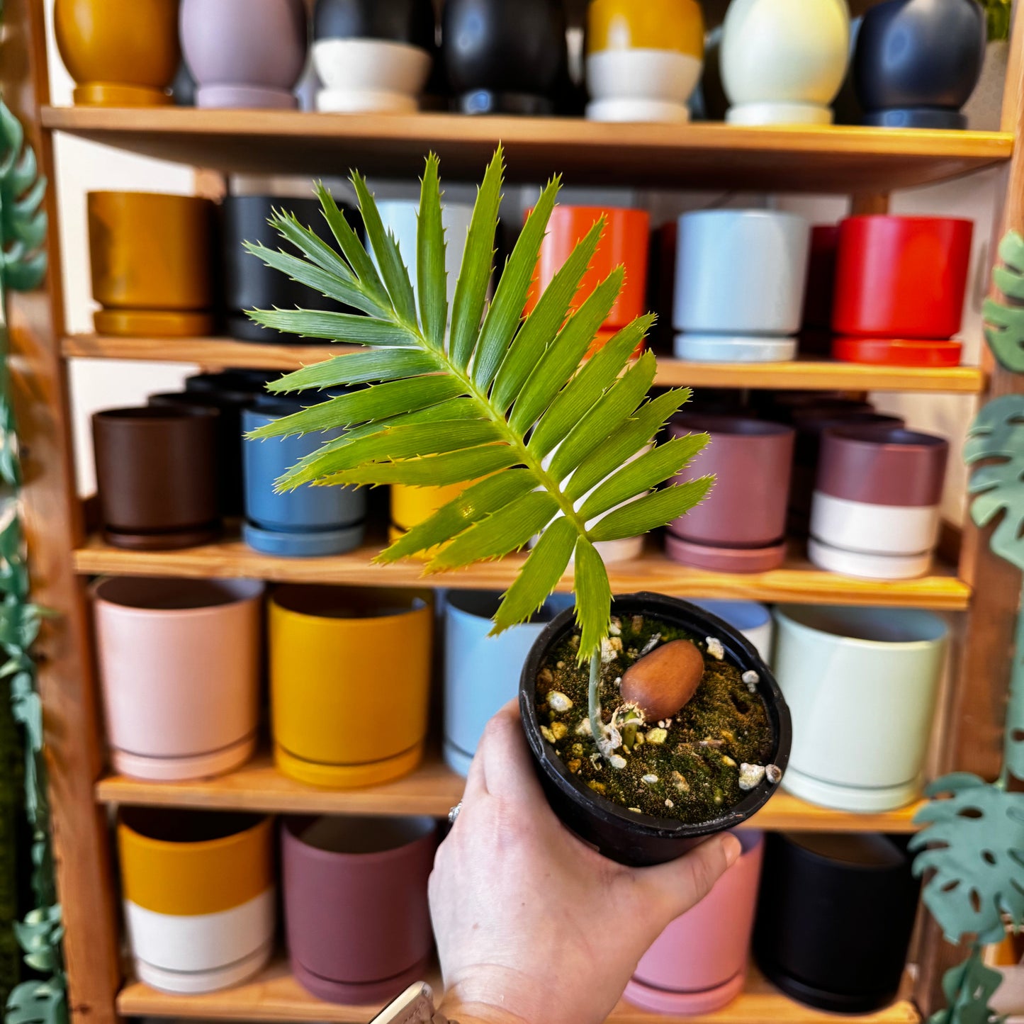 Giant diion