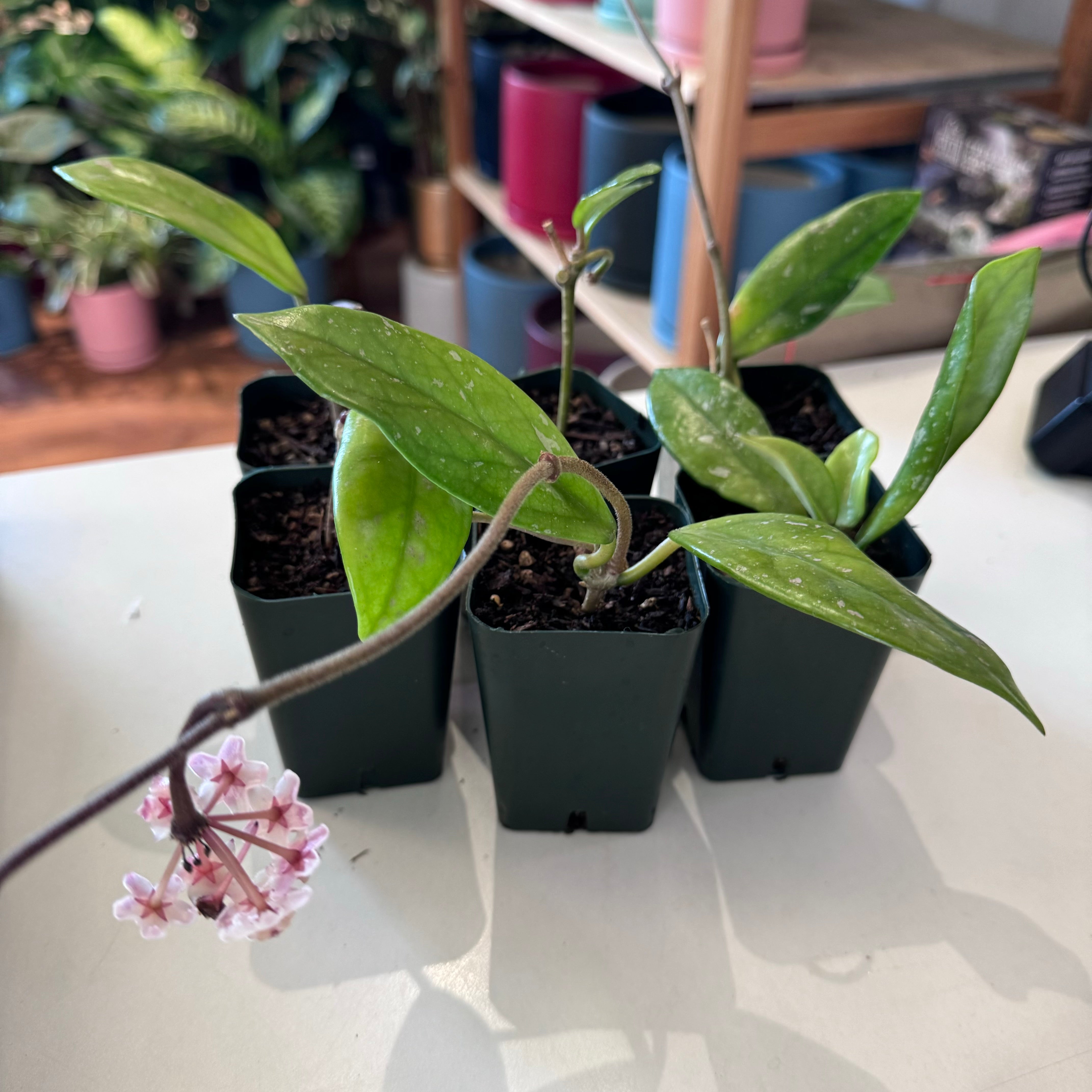 Hoya carnosa 'Wilbur Graves' "China"