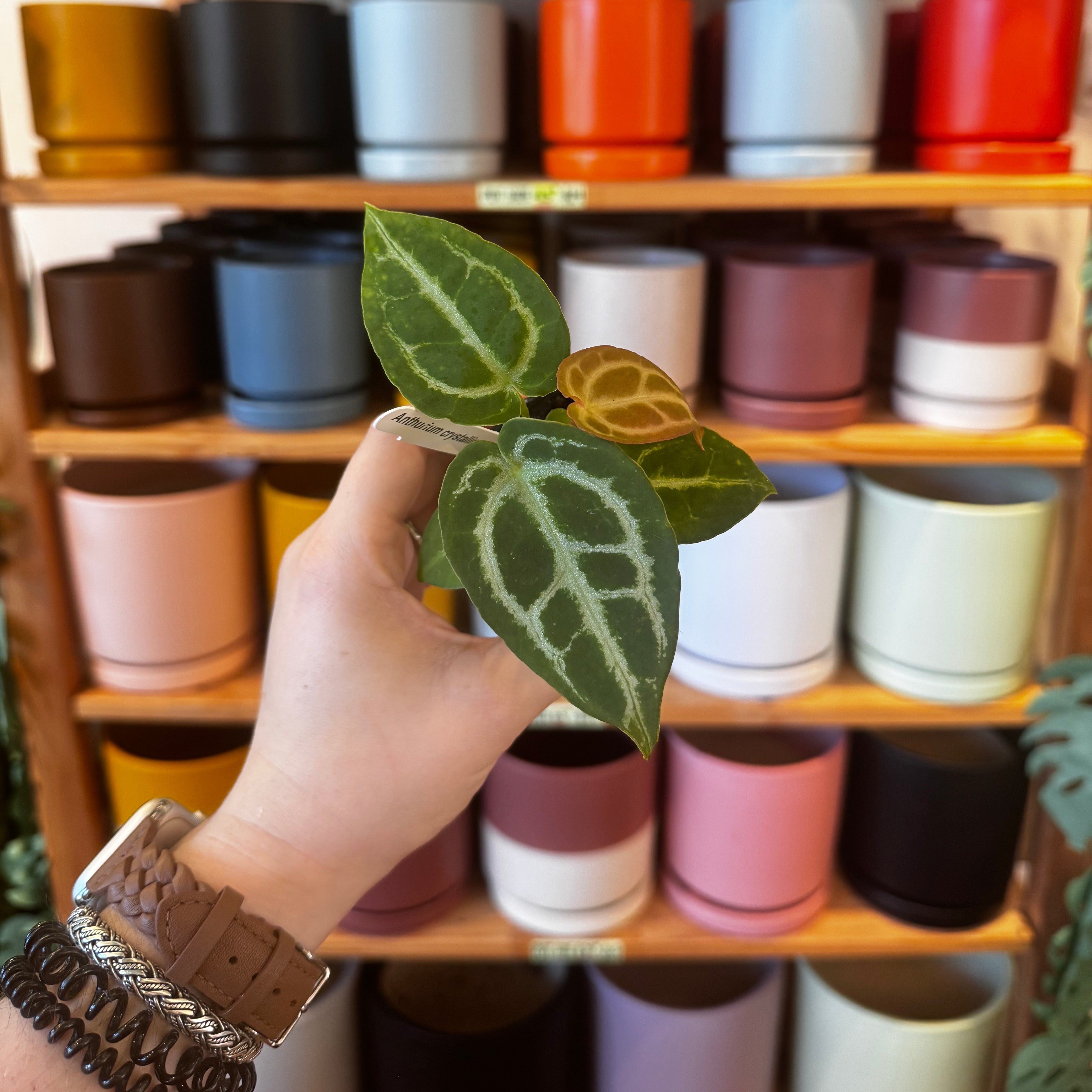 Anthuriums – tagged 