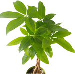 Load image into Gallery viewer, Pachira aquatica (Braided Money Tree)
