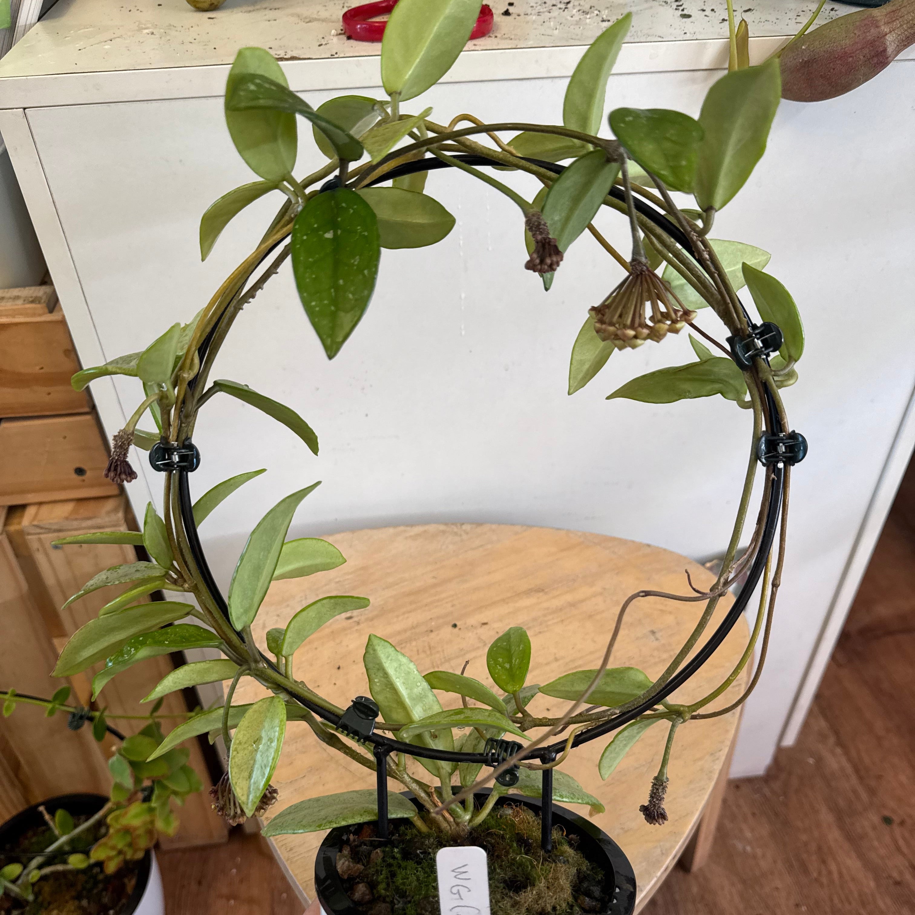 Hoya carnosa 'Wilbur Graves' 