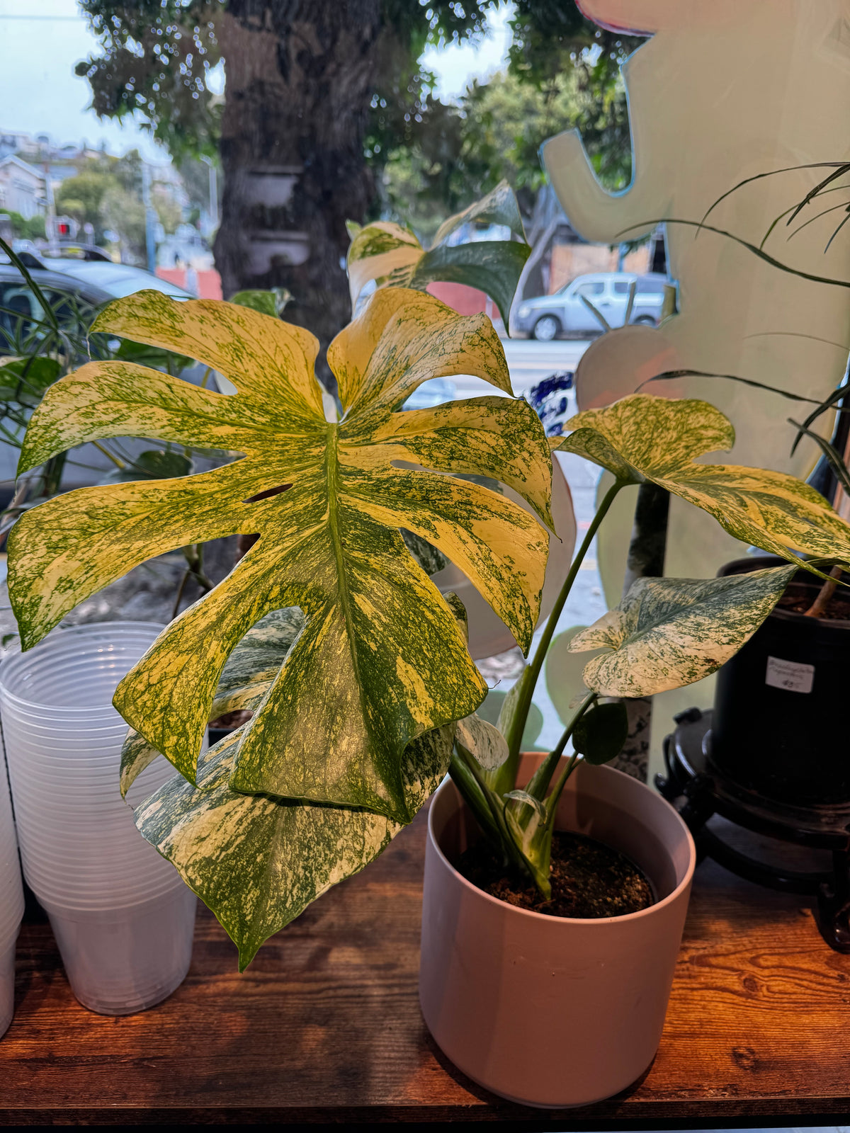Monstera “White Monster”