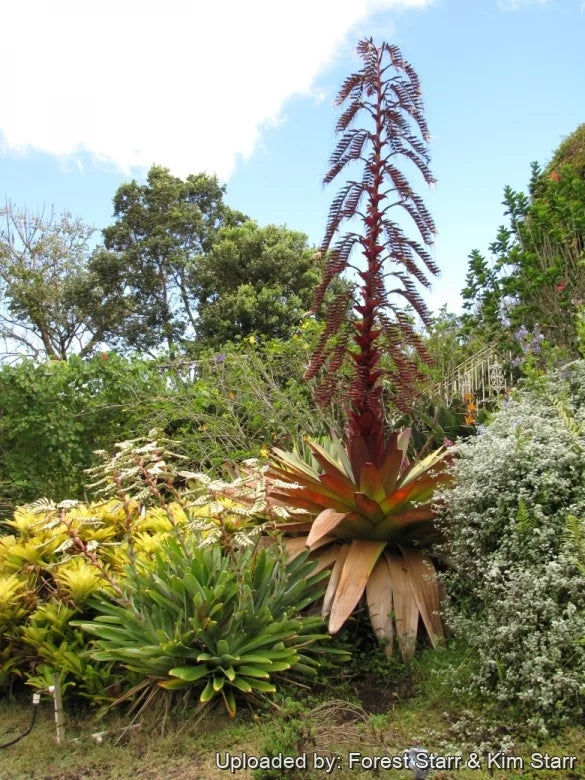 Alcantarea imperialis A9S