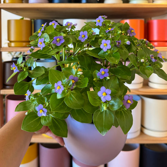 Exacum affine (Persian Violet)