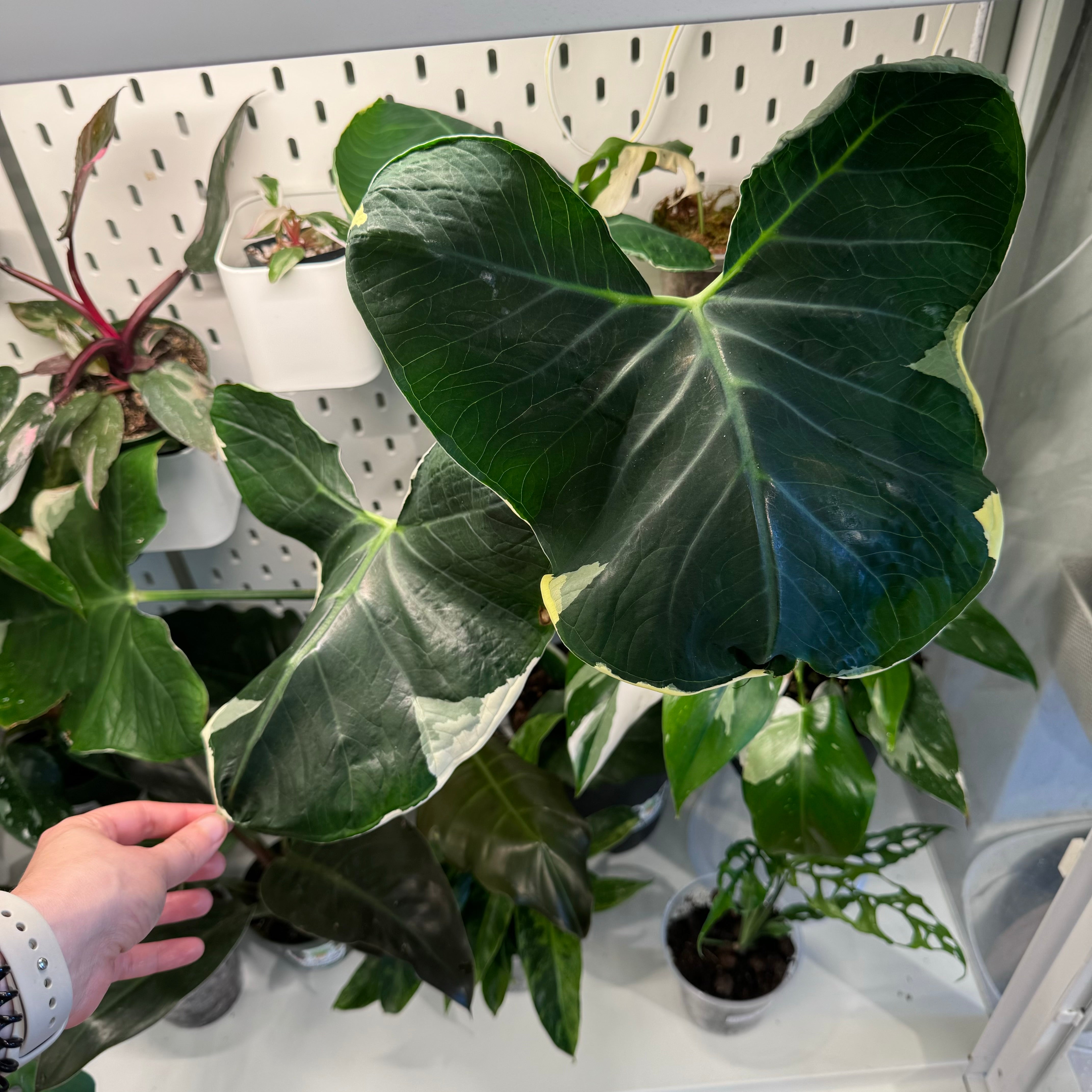 Alocasia xanthosoma  "Mickey Mouse"