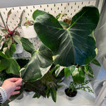 Load image into Gallery viewer, Alocasia xanthosoma  &quot;Mickey Mouse&quot;
