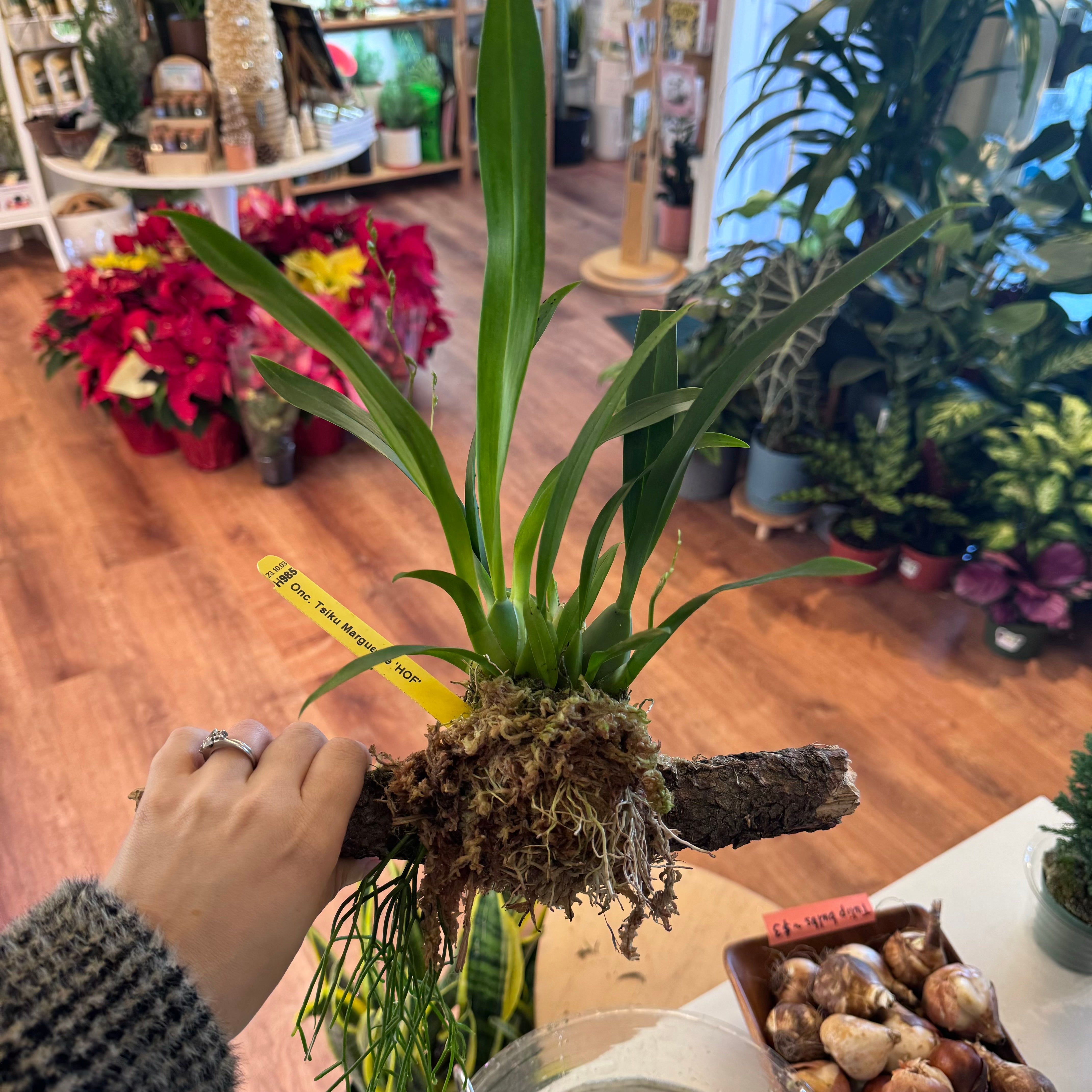 Oncidium ‘Twinkle’ (a.k.a. Tsiku Marguerite)