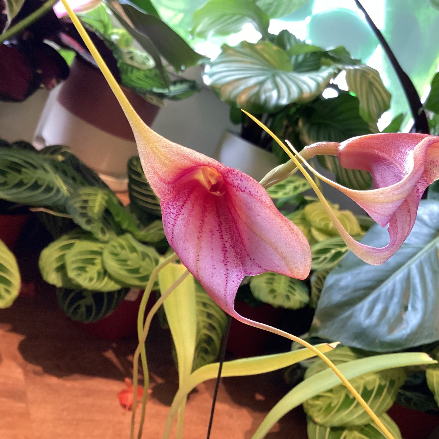 Masdevallia Mardi Gras Tiger (MGH ‘SS’ x chaparensis ‘Sunset Leopard’)