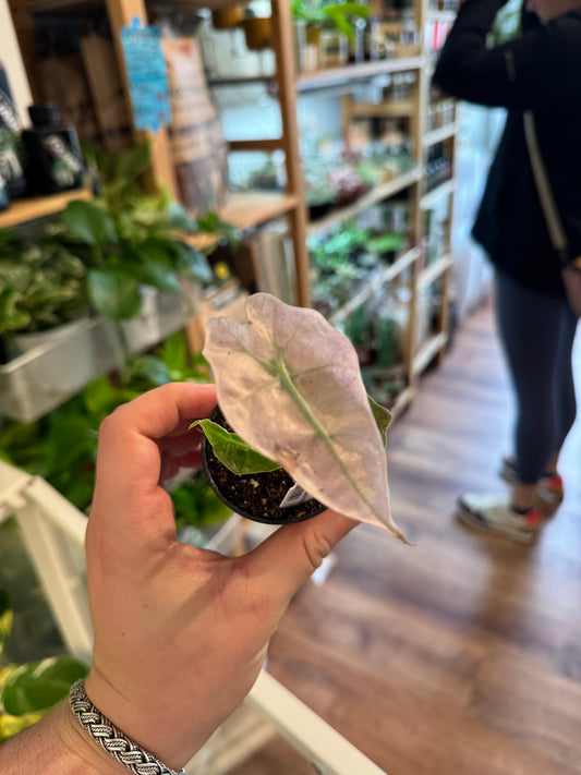 Alocasia amazonica "Pink Mint"