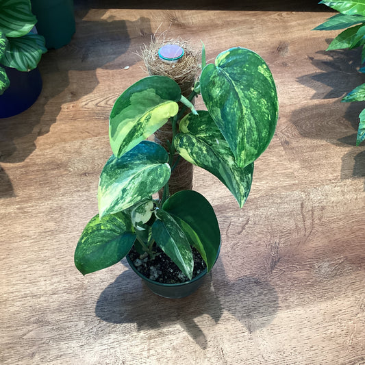 Scindapsus pictus "Jade Satin" var. aurea-varieagata