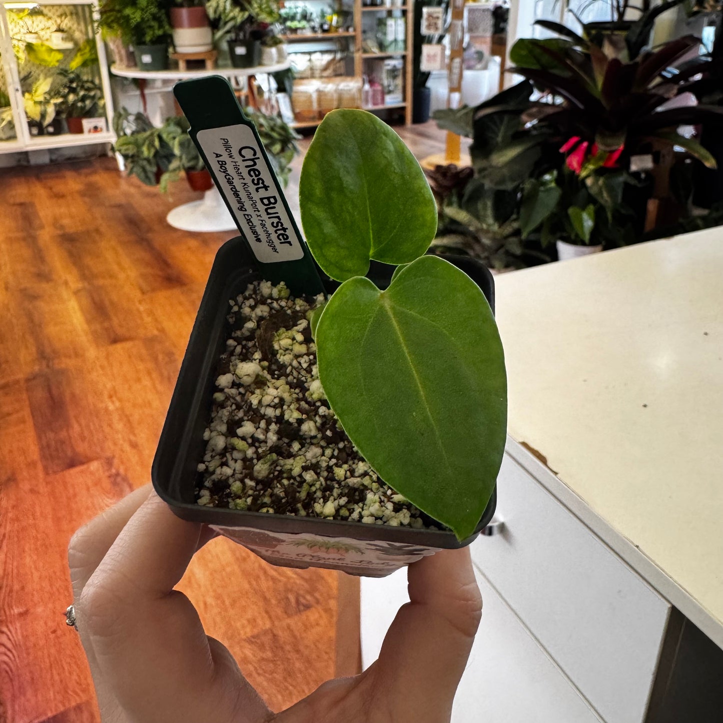 Anthurium “Chestburster”